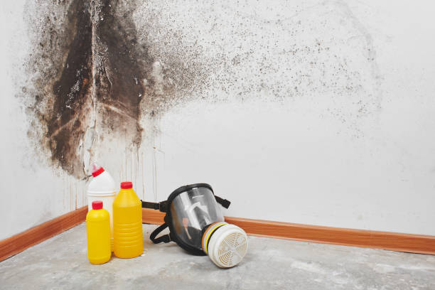 Best Residential Mold Removal  in West Point, GA
