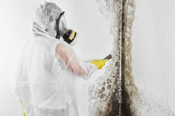 Best Mold Damage Repair  in West Point, GA