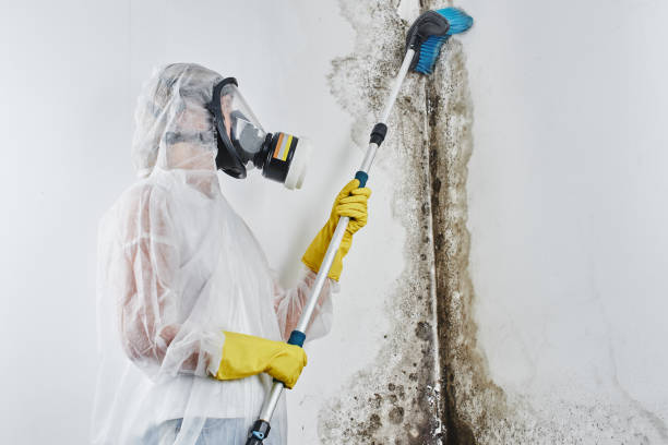 Best Black Mold Removal  in West Point, GA