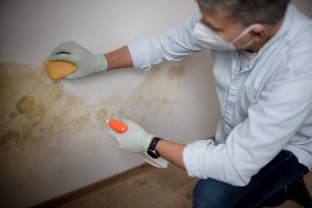 Best Mold Removal Specialists  in West Point, GA